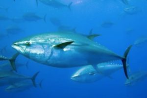 Southern Bluefin Tuna Greenpeace