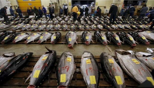 Tokyo Sukiji Market