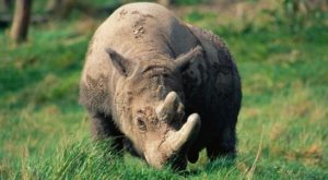 Sumatran Rhino