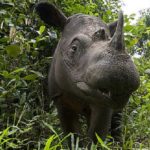 Sumatran Rhino, Indonesia