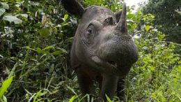Sumatran Rhinoceros – Dicerorhinus sumatrensis