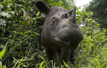 Sumatran Rhinoceros – Dicerorhinus sumatrensis