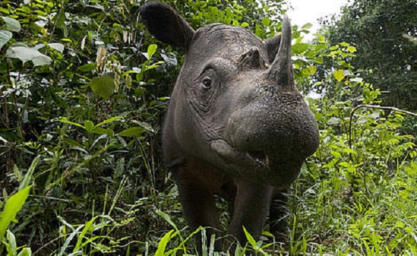 Sumatran Rhino, Indonesia