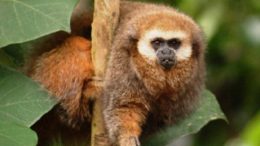 Andean Titi Monkey – Callicebus oenanthe
