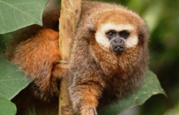 Andean Titi Monkey – Callicebus oenanthe