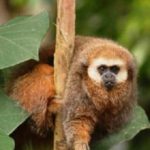 Andean Titi Monkey