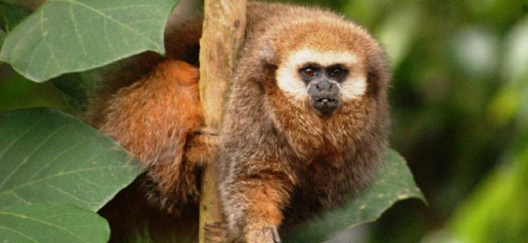 andean-titi-monkey