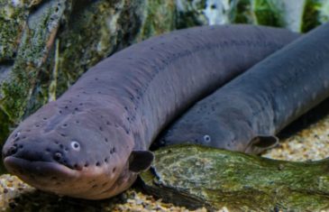 Electric Eel -Electrophorus electricus