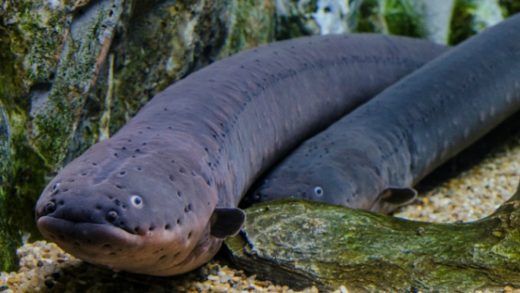 Electric Eel -Electrophorus electricus