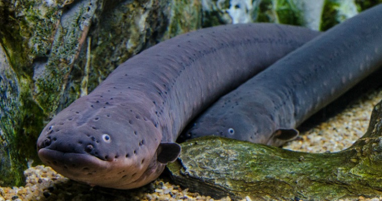 Electric Eel Electrophorus Electricus Facts About Animals
