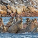 Males congregate together as they migrate