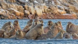 Walrus – Odobenus rosmarus