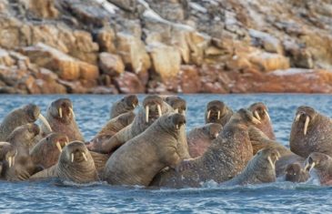 Walrus – Odobenus rosmarus