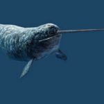 narwhal