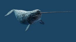 Narwhal – Monodon monoceros