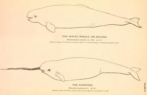 narwhal-and-beluga