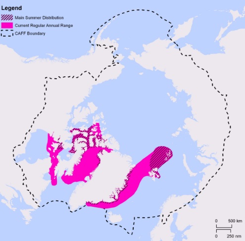 narwhal-distribution-map