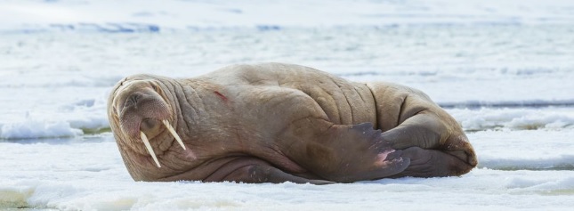 walrus-in-the-arctic
