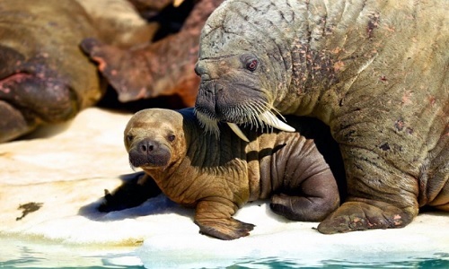 Walrus (Odobenus rosmarus) · iNaturalist