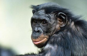 Bonobo – Pan Paniscus