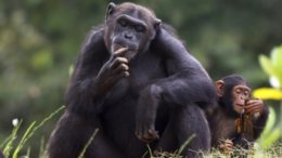 Chimpanzee – Pan troglodytes