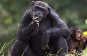 Chimpanzee – Pan troglodytes