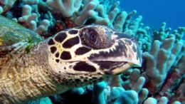 Hawksbill Sea Turtle – Eretmochelys imbricata