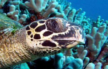 Hawksbill Sea Turtle – Eretmochelys imbricata