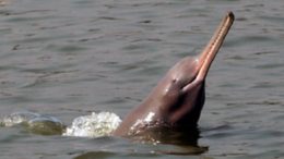 South Asian River Dolphin -Platinista gangetica