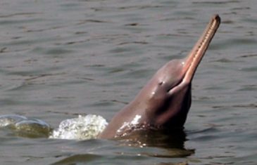 South Asian River Dolphin -Platinista gangetica