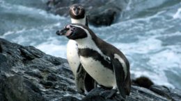 Humboldt Penguin-Spheniscus humboldti