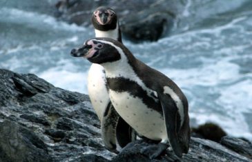 Humboldt Penguin-Spheniscus humboldti