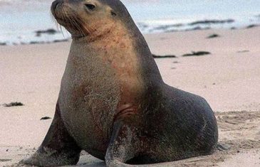 Northern Fur Seal – Callorhinus ursinus