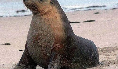 Northern Fur Seal – Callorhinus ursinus