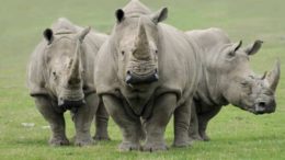 Northern White Rhinoceros – C. s. cottoni