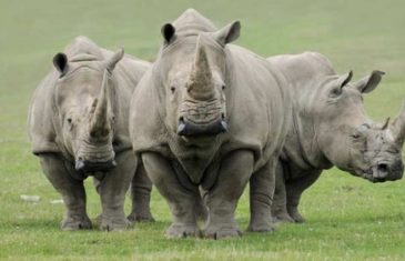 Northern White Rhinoceros – C. s. cottoni