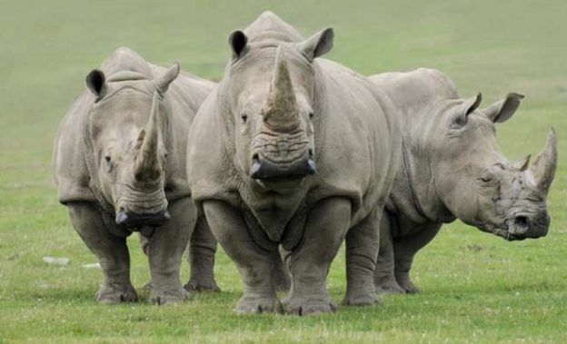 northern white rhinoceros habitat northern white rhinoceros habitat