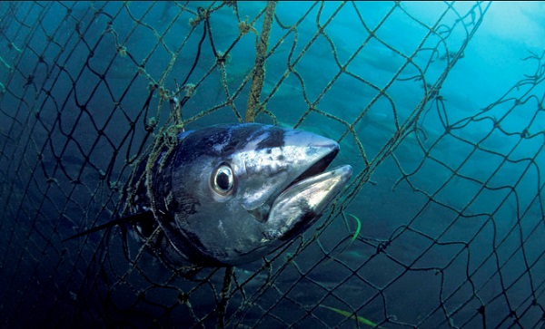 Southern Bluefin Tuna – Thunnus maccoyii